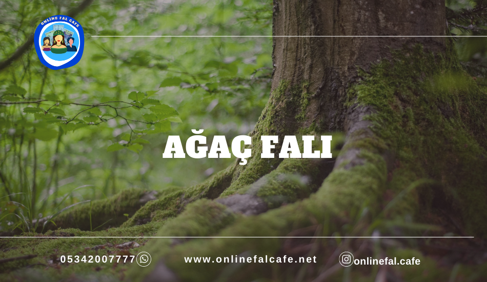 ağaç falı, Ağaç Falı Bak, Ağaç Falı bakabilme, Ağaç Falı Bakan, Ağaç Falı Bakanlar, Ağaç Falı Bakı